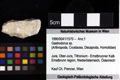 Foto (Objket + Etiketten) von Coelopus repandus (Schweitzer & Feldmann, 2010) 